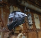 Preview: Caberg Helm | Drift Evo II | Carbon | schwarz